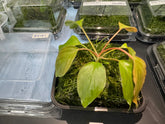 ADA 褐背春雪榕/紅花半月榕 Homalomena Humilis Red Taxiphyillum peacock moss BS161